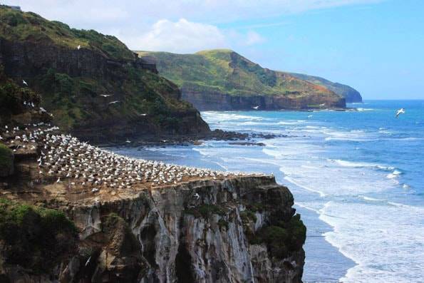 ニュージーランド・オークランドのムリワイビーチ・カツオドリ群生地 (Muriwai Gannet Colony)