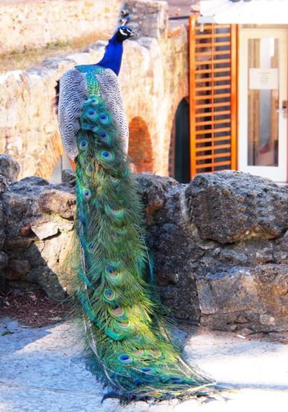 サン ジョルジェ城（Castelo de São Jorge）の孔雀