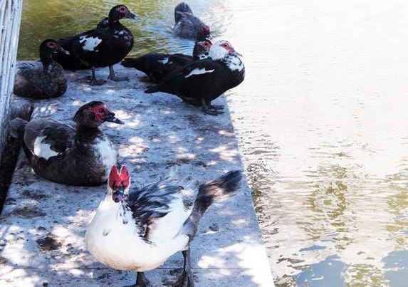 ポルトガルでみた赤いマスクみたいな顔をした鳥