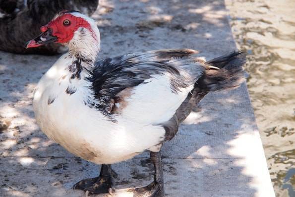 ポルトガルでみた赤いマスクみたいな顔をした鳥